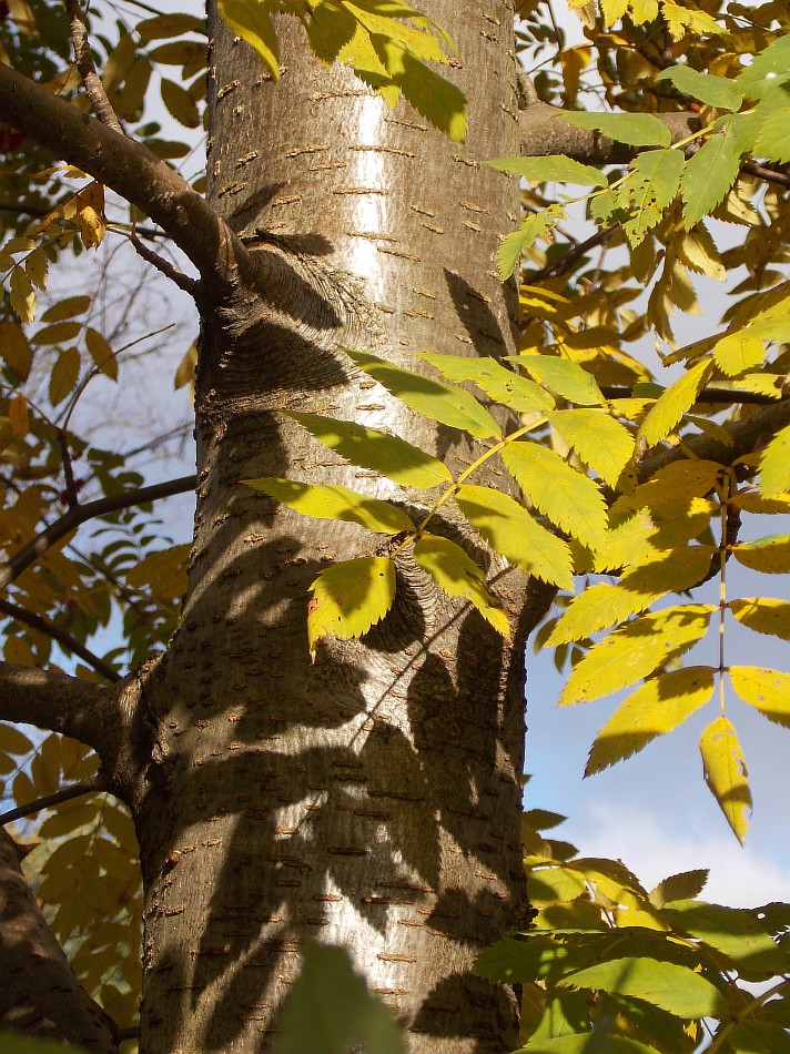 Изображение особи Sorbus esserteauiana.