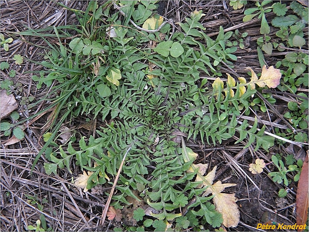 Image of Capsella bursa-pastoris specimen.