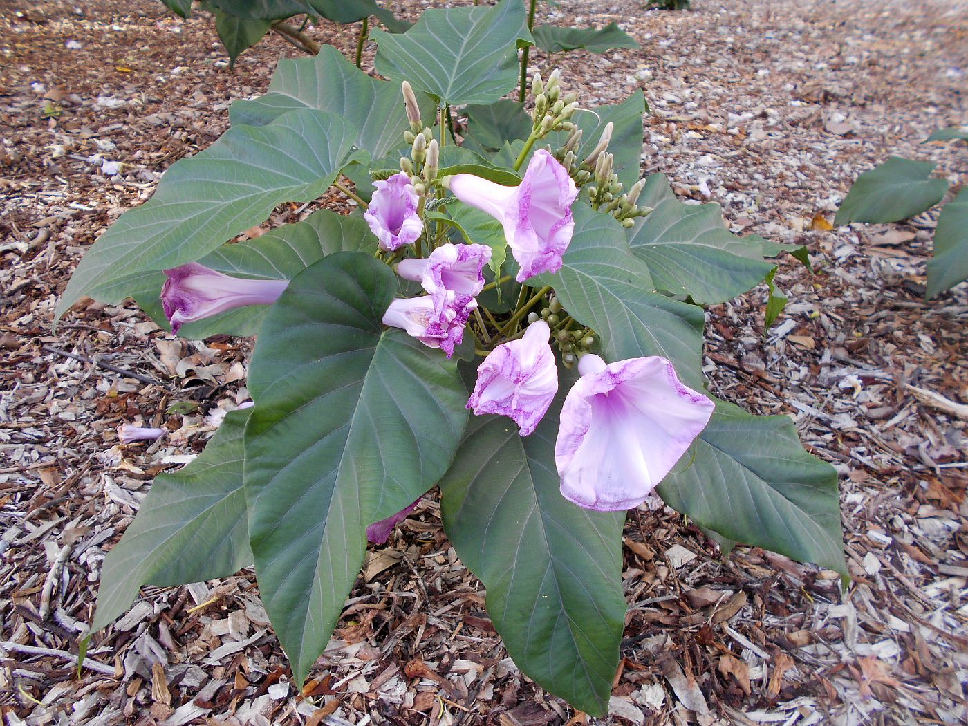 Изображение особи Ipomoea carnea.