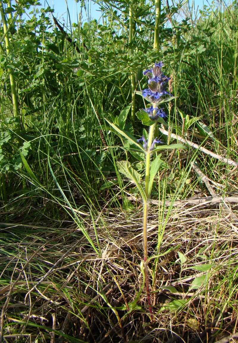 Image of Ajuga genevensis specimen.