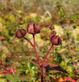 Comarum palustre