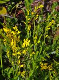 Genista humifusa