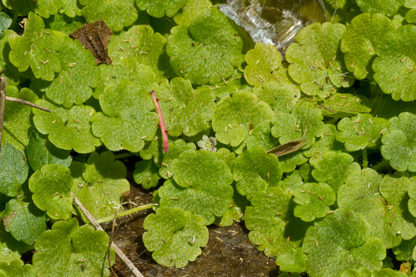 Image of Sibthorpia europaea specimen.
