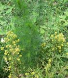 Artemisia scoparia. Молодое растение. Желтым цветёт Rorippa palustris (?). Хабаровск, за 1 краевой больницей, неиспользуемая территория. 17.06.2013.