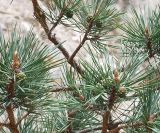 Pinus sylvestris subspecies hamata. Ветви с молодыми шишками. Северная Осетия, Куртатинское ущелье. 06.05.2010.