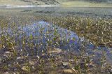 Persicaria amphibia