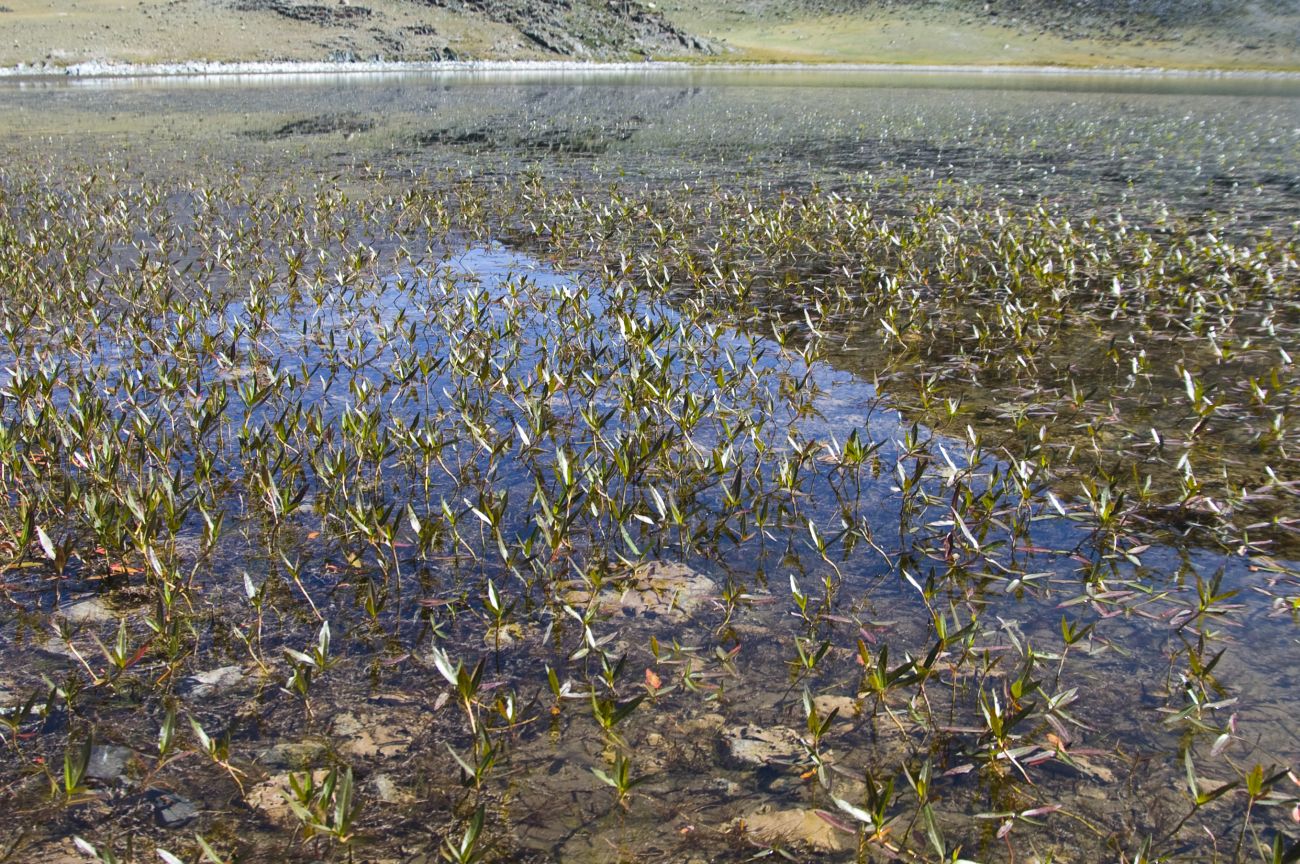 Изображение особи Persicaria amphibia.