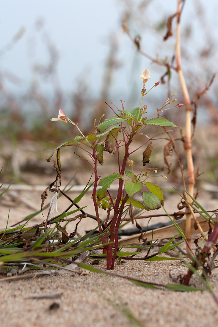 Image of Impatiens parviflora specimen.