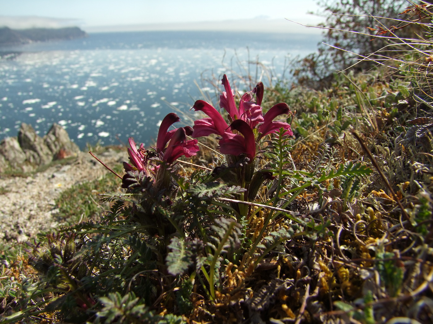 Изображение особи Pedicularis ochotensis.