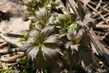 Trollius europaeus. Растение с развивающимся бутоном. Костромская обл., Судиславский р-н, дер. Антипино, сырой луг. 30.04.2017.