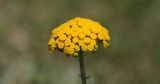 Pseudohandelia umbellifera