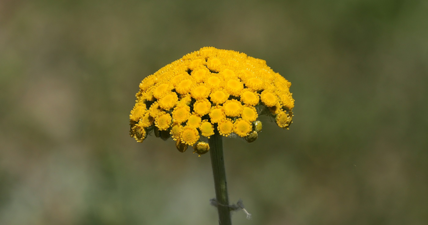 Image of Pseudohandelia umbellifera specimen.