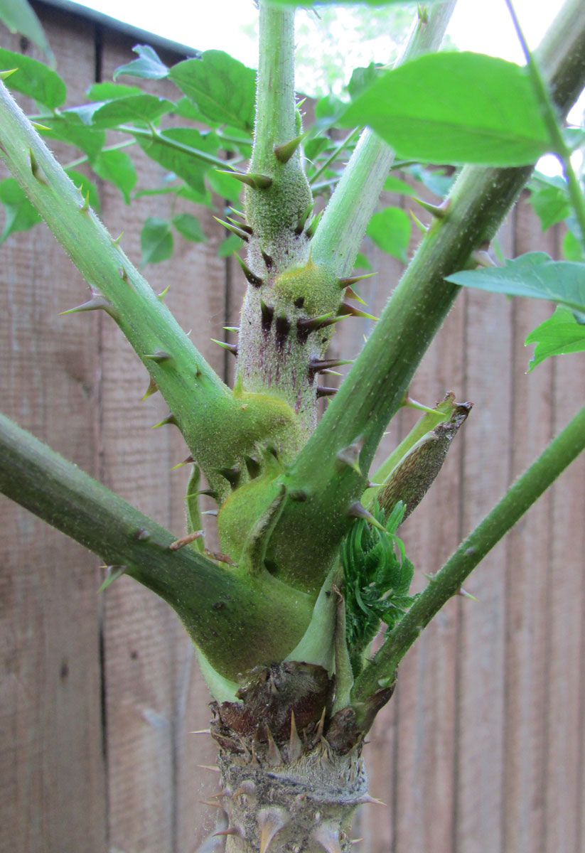 Image of Aralia spinosa specimen.