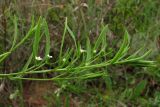 Thesium ramosum. Веточка с цветками. Крым, Балаклава, приморский склон. 1 мая 2011 г.