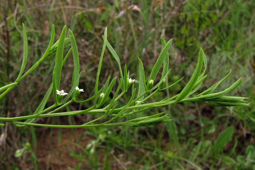 Image of Thesium ramosum specimen.