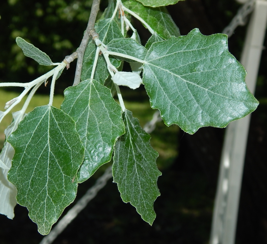Image of Populus alba specimen.