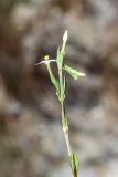 Centaurium meyeri