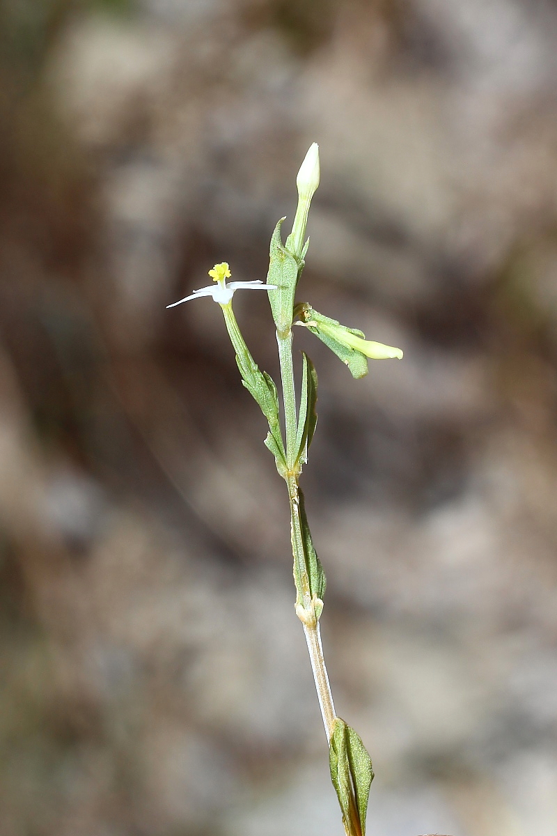 Изображение особи Centaurium meyeri.