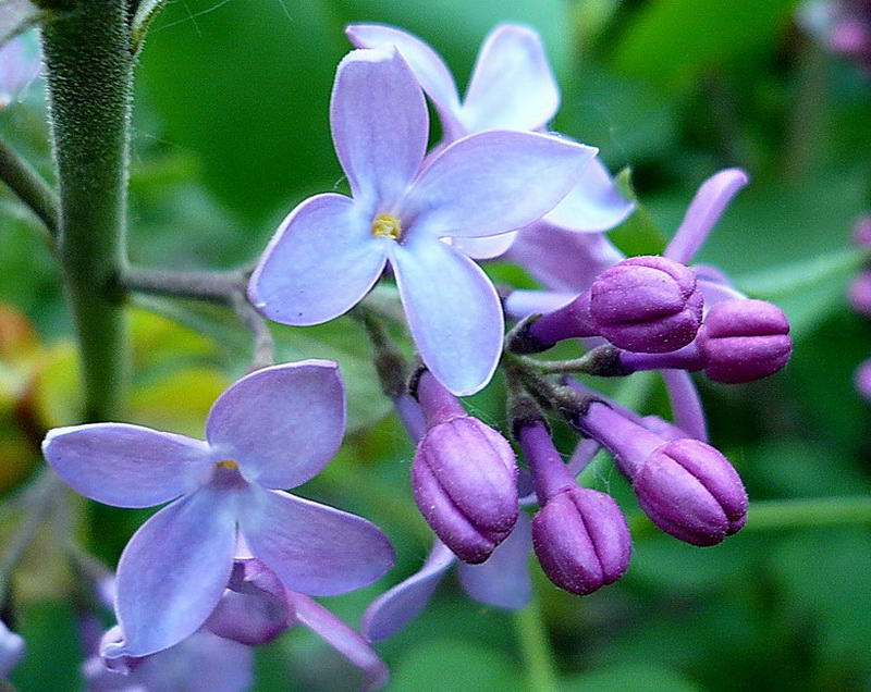 Image of Syringa vulgaris specimen.