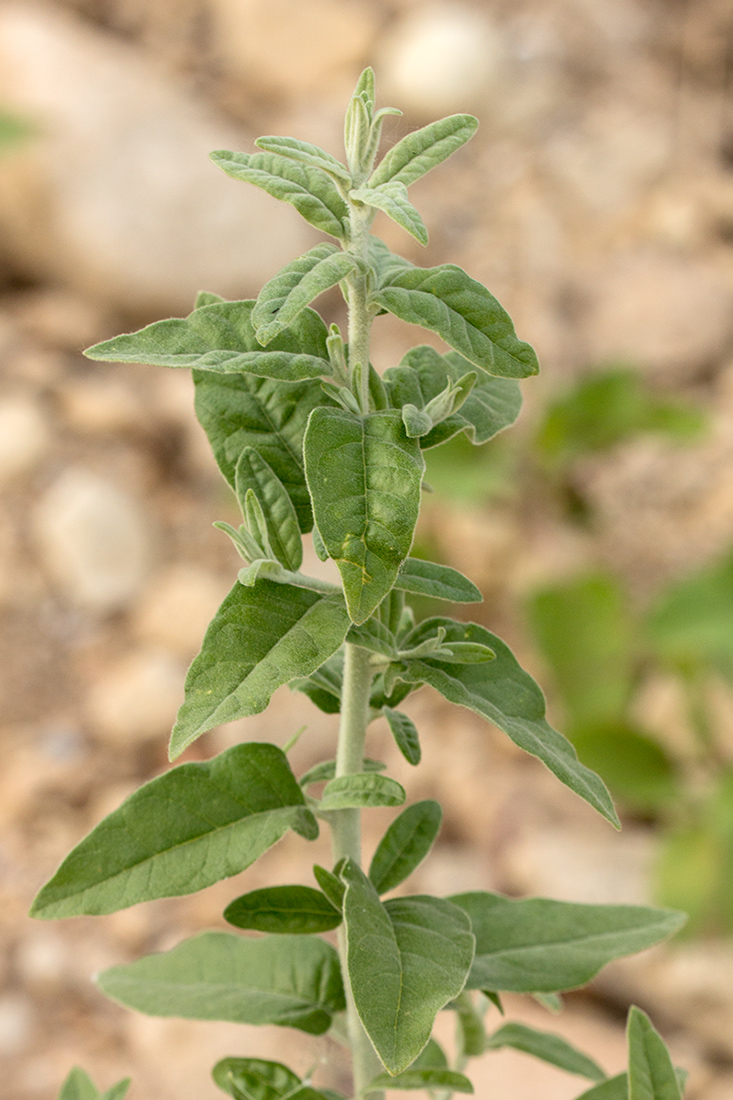 Изображение особи Elaeagnus angustifolia.