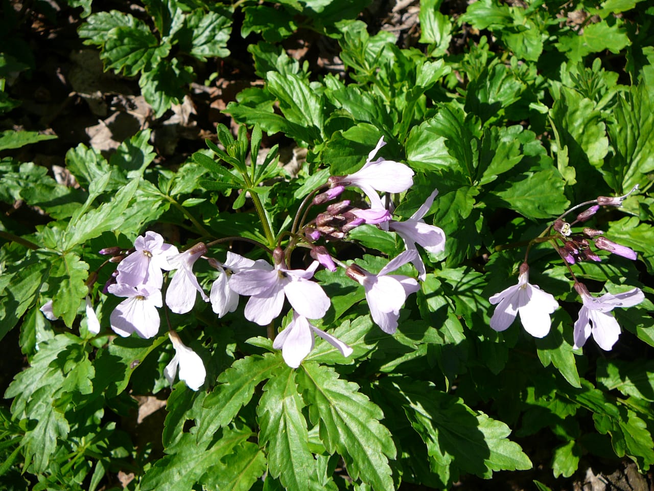 Image of Cardamine quinquefolia specimen.