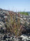 Juncus trifidus. Отцветшее растение в трещине камня. Окр. Мурманска, сопка на берегу Кольского залива. 08.07.2018.