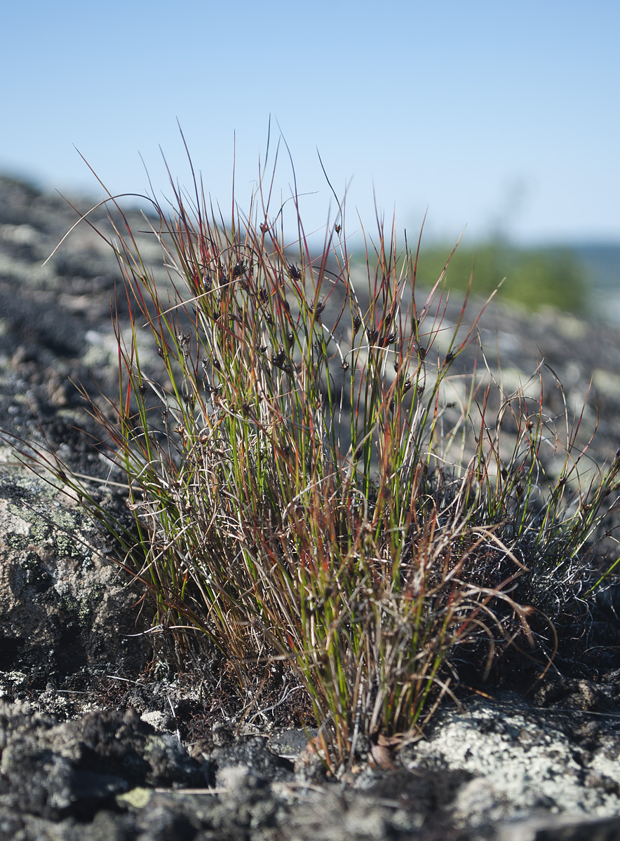 Image of Juncus trifidus specimen.