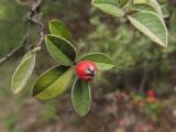 Cotoneaster franchetii. Часть ветви с прошлогодним плодом. Крым, пос. Гурзуф, холм Болгатур, заброшенные посадки. 25.04.2018.