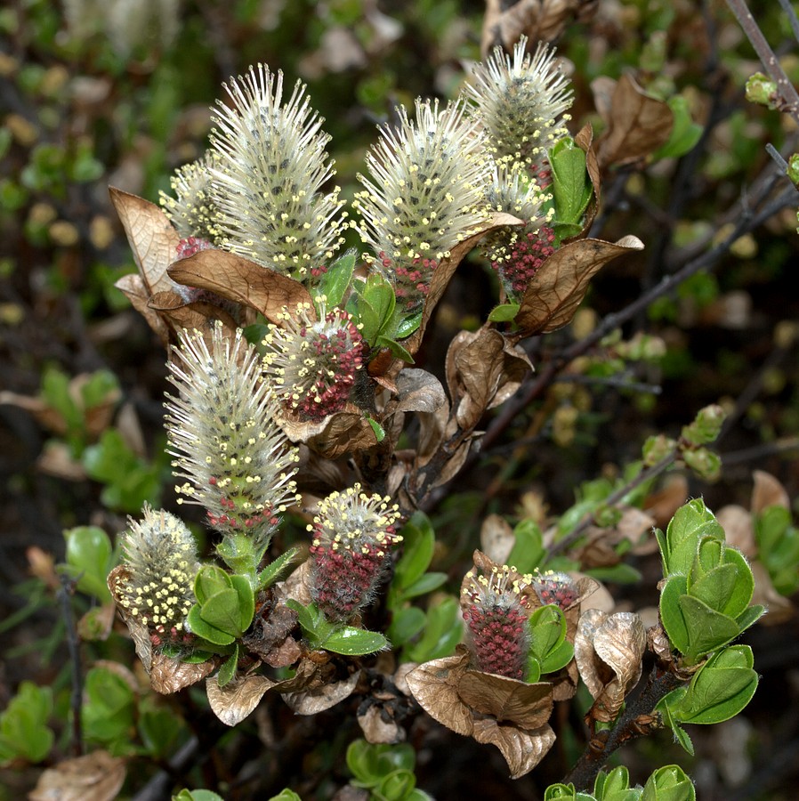 Image of Salix myrsinites specimen.