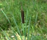 род Typha. Верхушка растения с соплодием-початком и отцветшим мужским соцветием. Московская обл., Раменский р-н, окр. ж.-д. платформы Хрипань, мелиорационная канава на окраине поля. 26.07.2018.