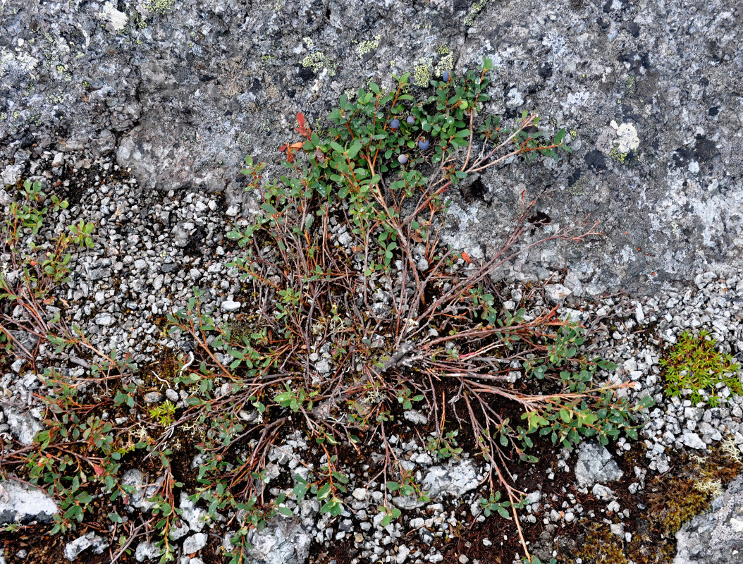 Изображение особи Vaccinium uliginosum ssp. microphyllum.