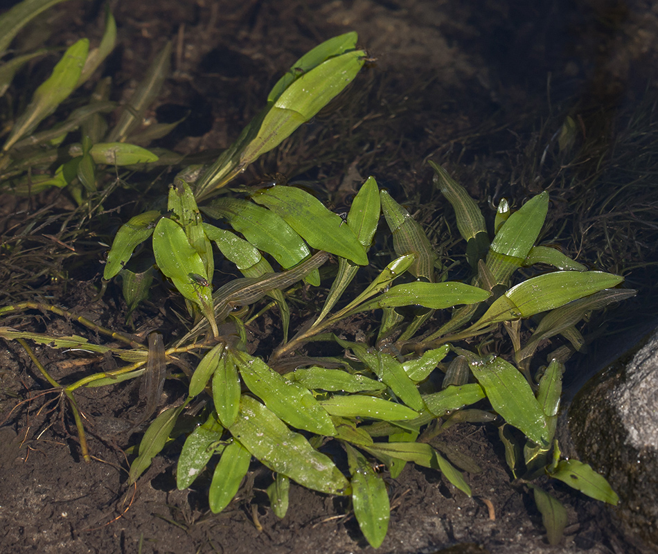 Image of Potamogeton alpinus specimen.