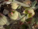 Anchusa hybrida