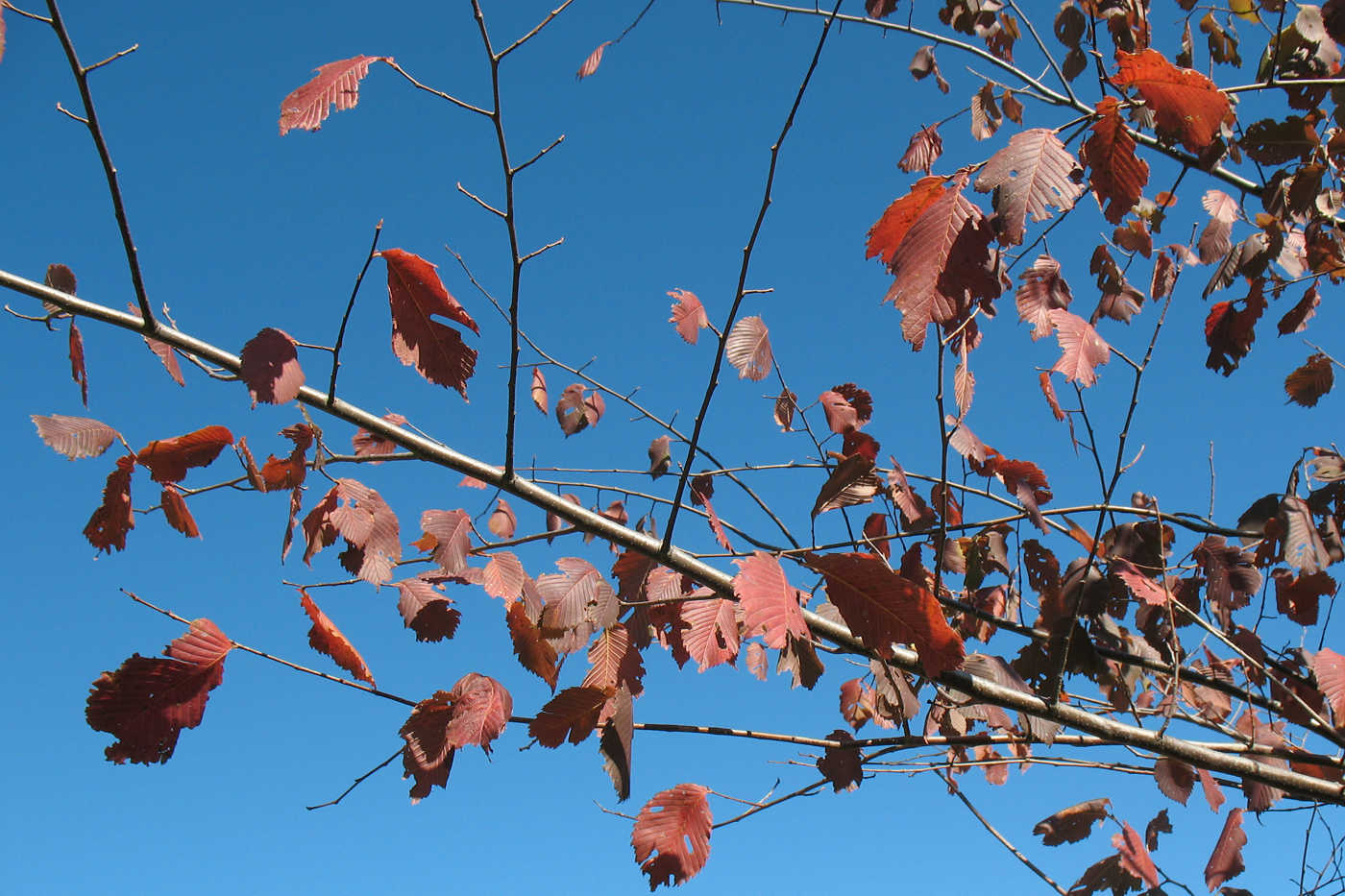 Изображение особи Ulmus glabra.