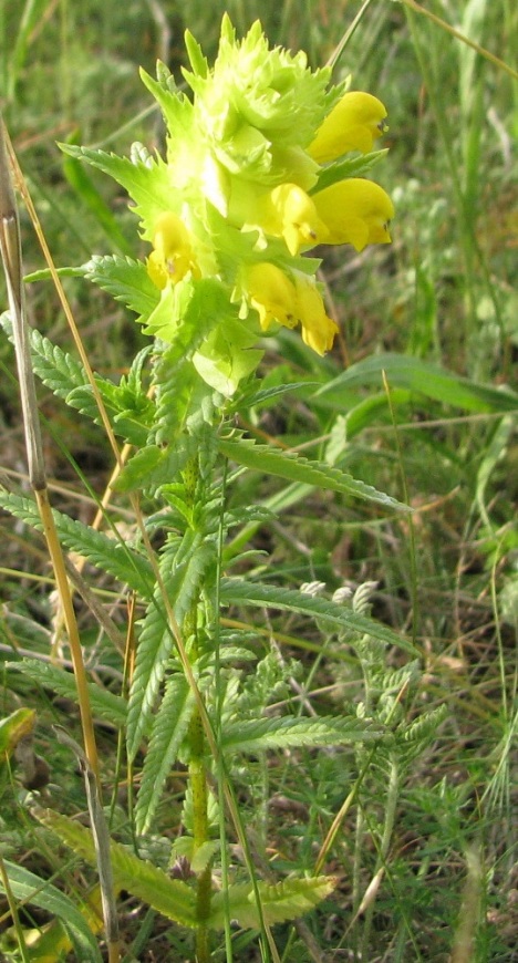 Изображение особи Rhinanthus vernalis.