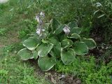 genus Hosta