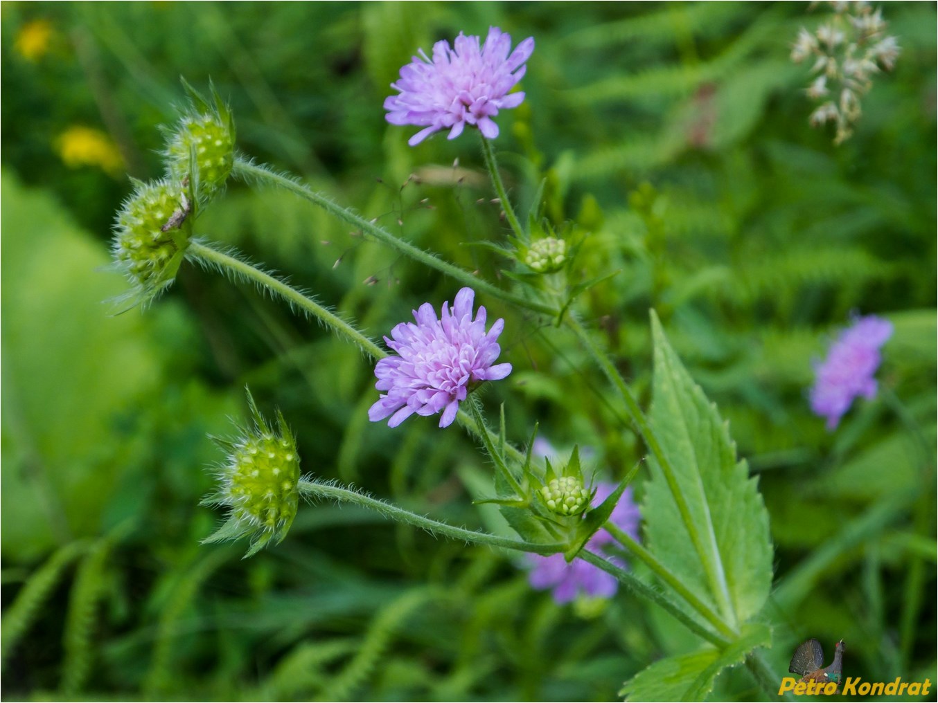 Изображение особи Knautia dipsacifolia.