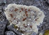 Arctoparmelia centrifuga. Таллом с апотециями. Мурманская обл., Хибины, северный склон г. Куэльпорр, ≈ 600 м н.у.м., каменистый склон. 05.08.2018.