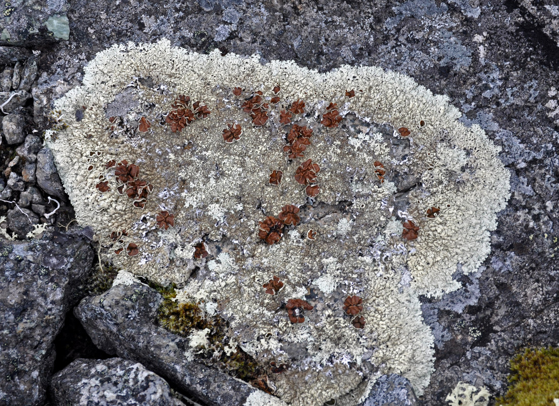 Image of Arctoparmelia centrifuga specimen.