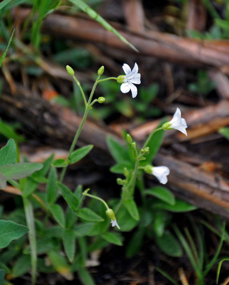 Изображение особи Cerastium pauciflorum.