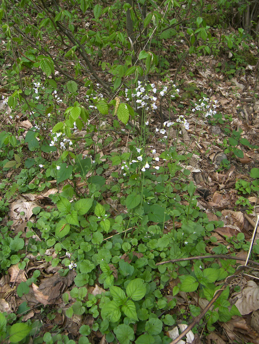 Изображение особи Cardamine lazica.