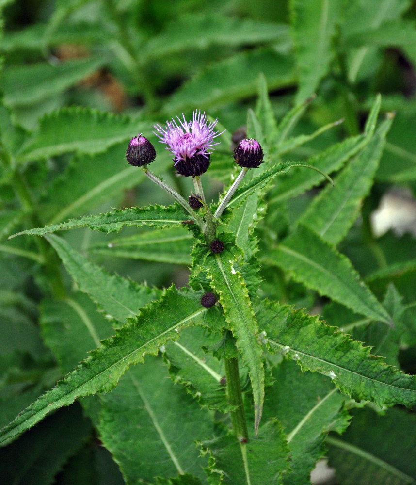 Изображение особи Cirsium helenioides.