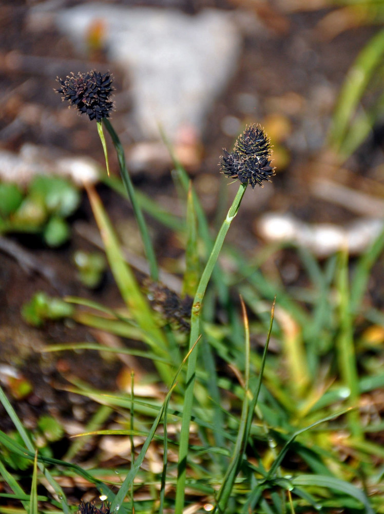 Image of genus Carex specimen.