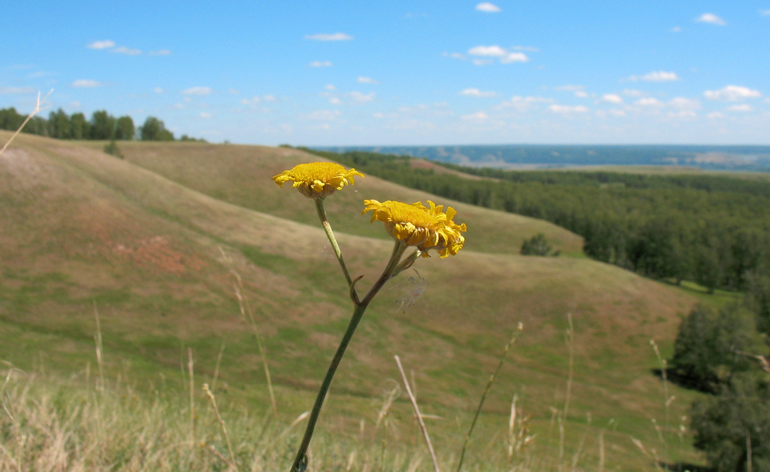 Изображение особи Tanacetum millefolium.