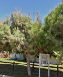 Pinus pinea. Молодое дерево. Кипр, г. Айя-Напа, охраняемая природная зона Agías Théklas, восточная граница, в культуре. 05.10.2018.