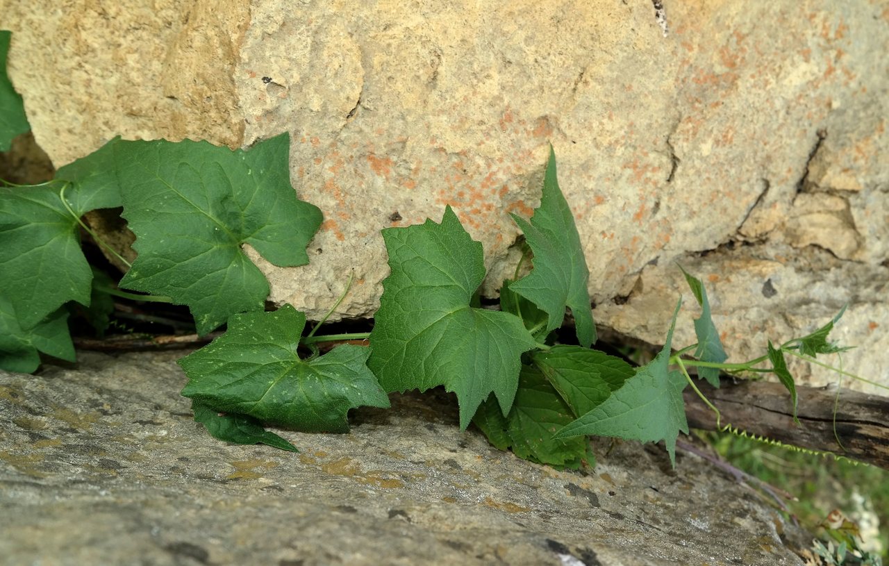 Image of Bryonia alba specimen.