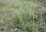 Plantago salsa. Расцветающие растения. Казахстан, Восточно-Казахстанская обл., Уланский р-н, окр. с. Украинка, луг, обочина грунтовой дороги. 25.06.2008.