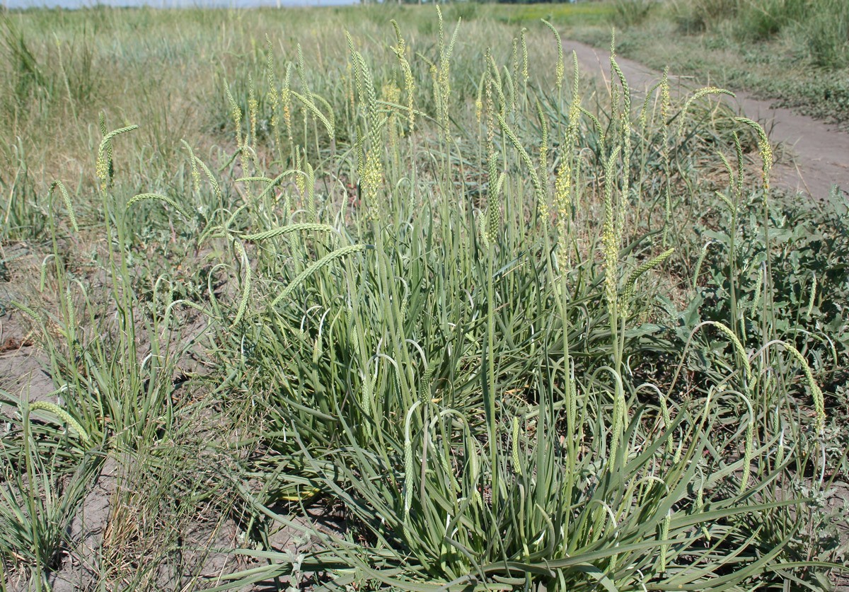 Image of Plantago salsa specimen.