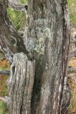 Juniperus foetidissima