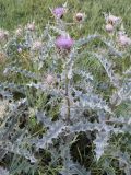 Cirsium cephalotes. Верхушка цветущего растения. Кабардино-Балкария, Эльбрусский р-н, долина р. Ирик, ок. 2300 м н.у.м., субальпийский луг. 06.08.2018.